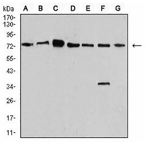 Synapsin 1 Mouse Monoclonal Antibody(C2980)