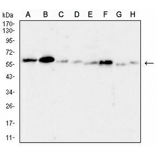 TACSTD2 Mouse Monoclonal Antibody(C2981)