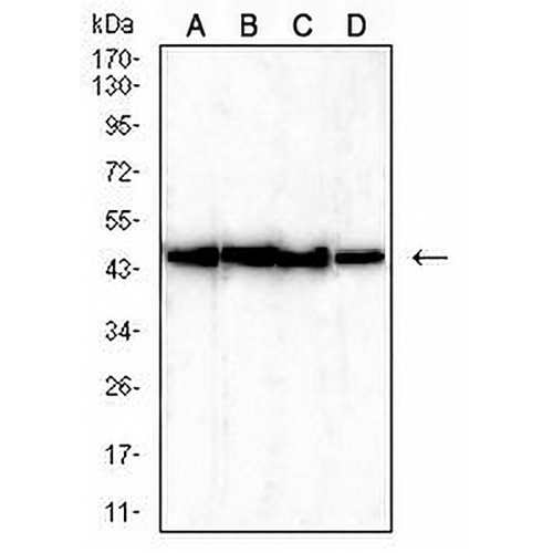 TARDBP Mouse Monoclonal Antibody(C2982)