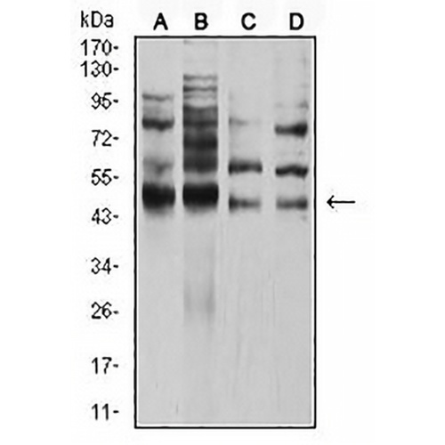 AP-2-alpha Mouse Monoclonal Antibody(C2985)