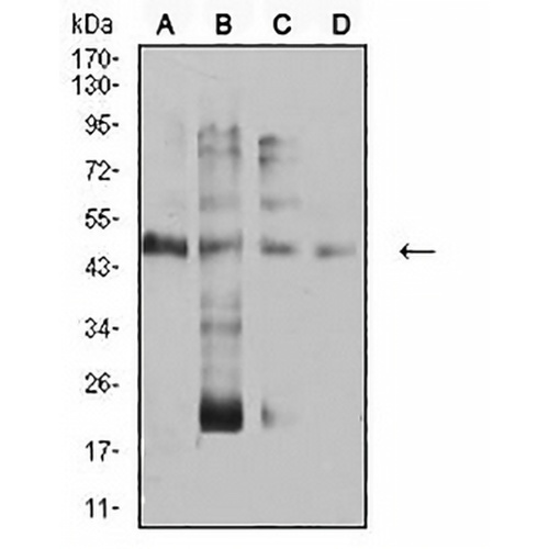 AP-2-alpha Mouse Monoclonal Antibody(C2986)