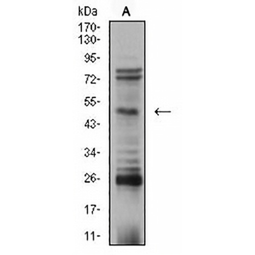AP2-beta Mouse Monoclonal Antibody(C2987)