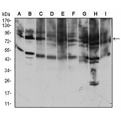 CD71 Mouse Monoclonal Antibody(C2989)