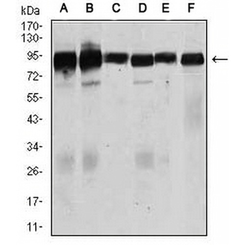 TGFBR3 Mouse Monoclonal Antibody(C2990)