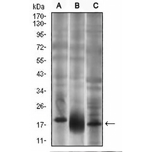 CD90 Mouse Monoclonal Antibody(C2992)