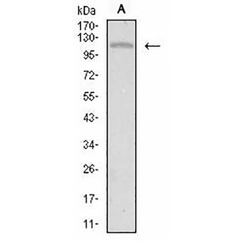 TIE1 Mouse Monoclonal Antibody(C2993)