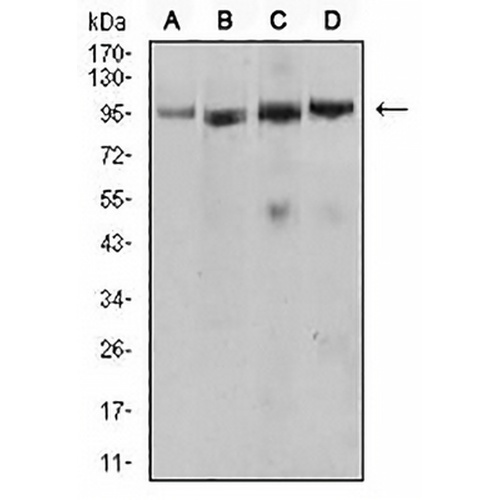 CD282 Mouse Monoclonal Antibody(C2995)