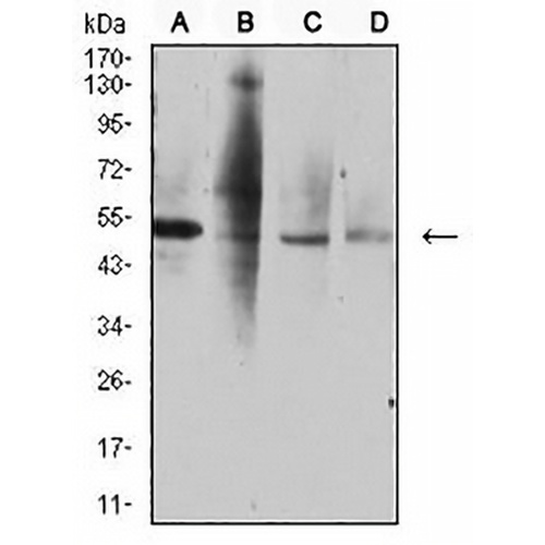 CD264 Mouse Monoclonal Antibody(C2996)