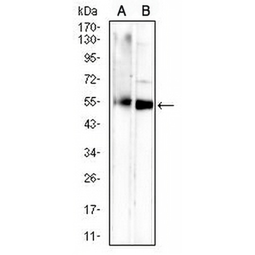 CD265 Mouse Monoclonal Antibody(C2997)