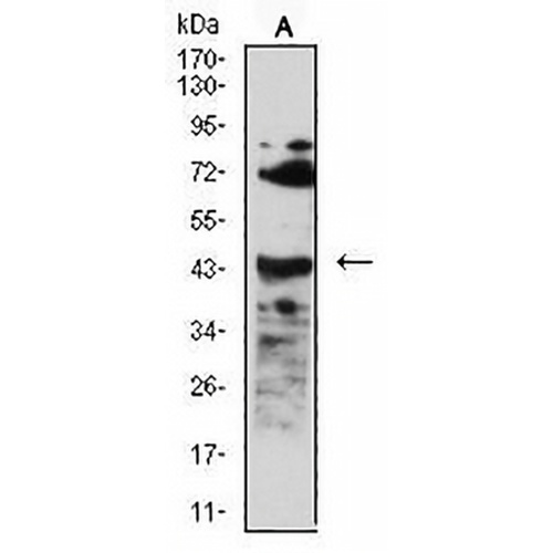 CD268 Mouse Monoclonal Antibody(C2998)
