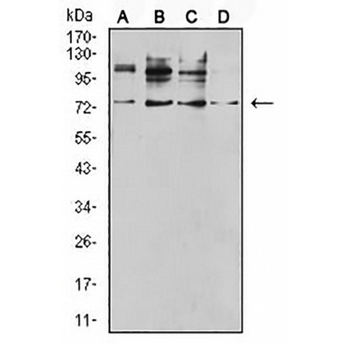 CD120b Mouse Monoclonal Antibody(C2999)