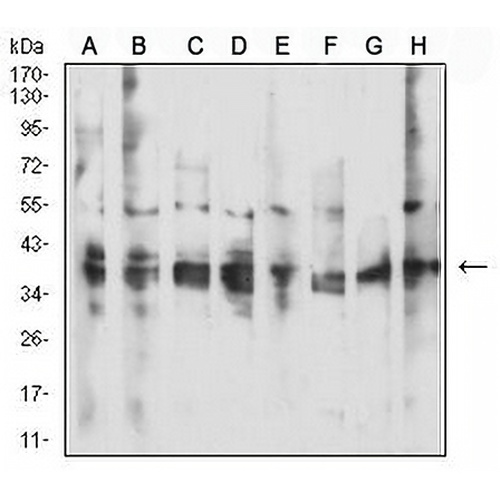 CD137 Mouse Monoclonal Antibody(C3001)