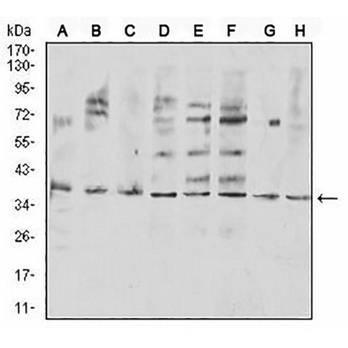 CD254 Mouse Monoclonal Antibody(C3002)