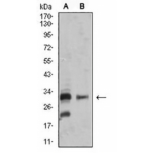 CD257 Mouse Monoclonal Antibody(C3003)