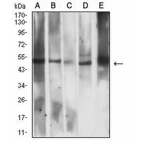 CD258 Mouse Monoclonal Antibody(C3004)