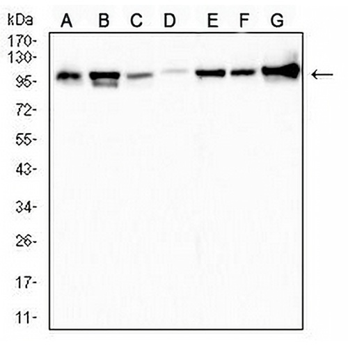 Topoisomerase 1 Mouse Monoclonal Antibody(C3006)