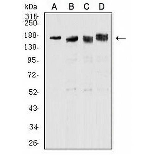 Topoisomerase 2 alpha Mouse Monoclonal Antibody(C3007)