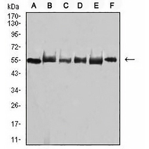 TRAF2 Mouse Monoclonal Antibody(C3008)