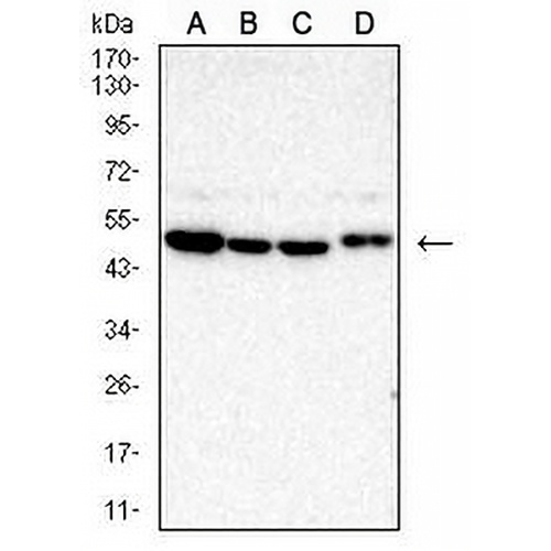 TRIB2 Mouse Monoclonal Antibody(C3011)