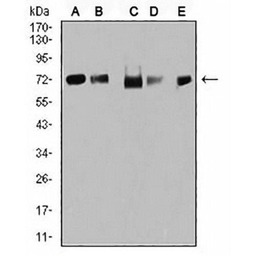 TRIM25 Mouse Monoclonal Antibody(C3012)