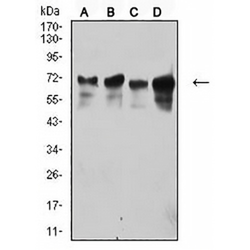 TRIM29 Mouse Monoclonal Antibody(C3013)