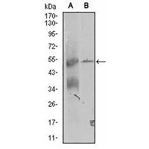 TRIP6 Mouse Monoclonal Antibody(C3014)