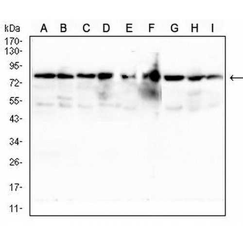 TSPAN16 Mouse Monoclonal Antibody(C3015)