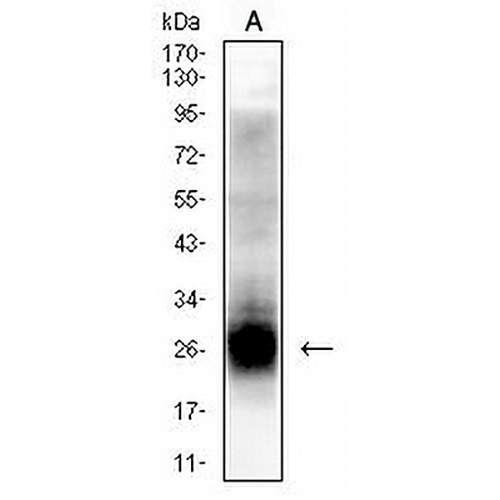 Tetraspanin 8 Mouse Monoclonal Antibody(C3016)
