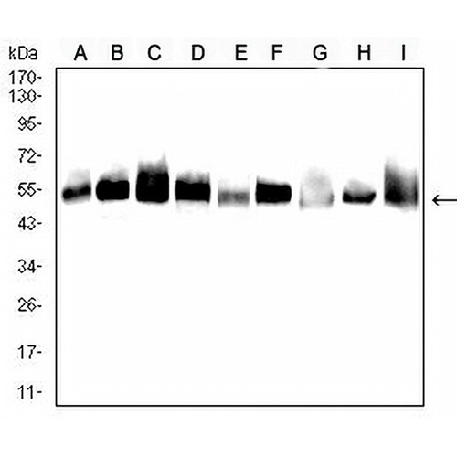 Alpha-tubulin 4a Mouse Monoclonal Antibody(C3017)