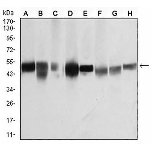 Beta-tubulin Mouse Monoclonal Antibody(C3018)