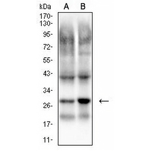 PGP9.5 Mouse Monoclonal Antibody(C3022)