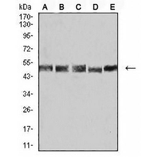UFD1L Mouse Monoclonal Antibody(C3023)
