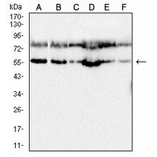 ULK3 Mouse Monoclonal Antibody(C3026)
