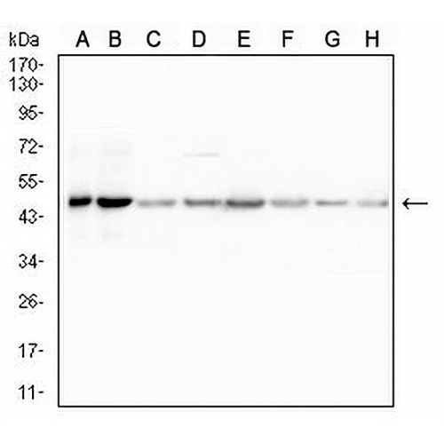 UQCRC1 Mouse Monoclonal Antibody(C3027)