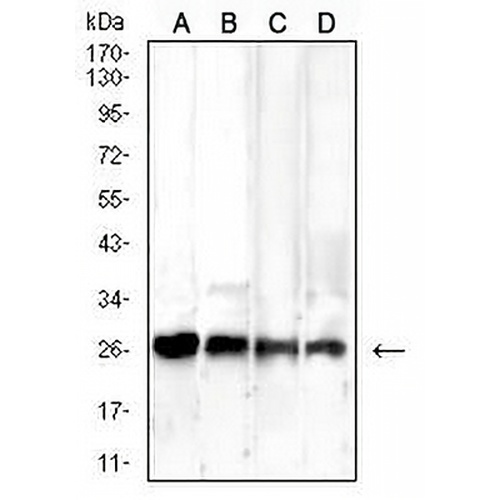 RISP Mouse Monoclonal Antibody(C3028)