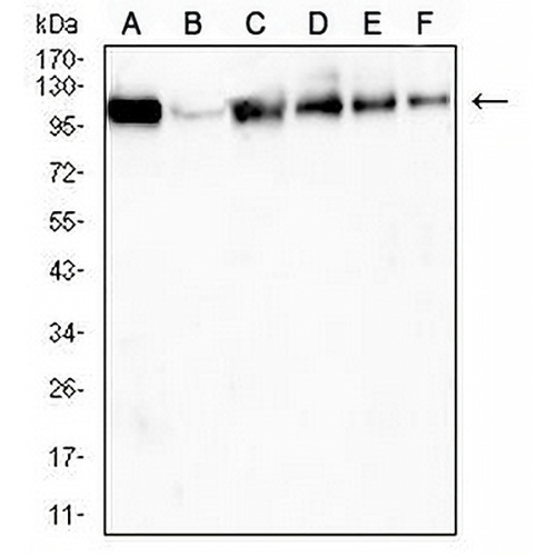 USP11 Mouse Monoclonal Antibody(C3029)