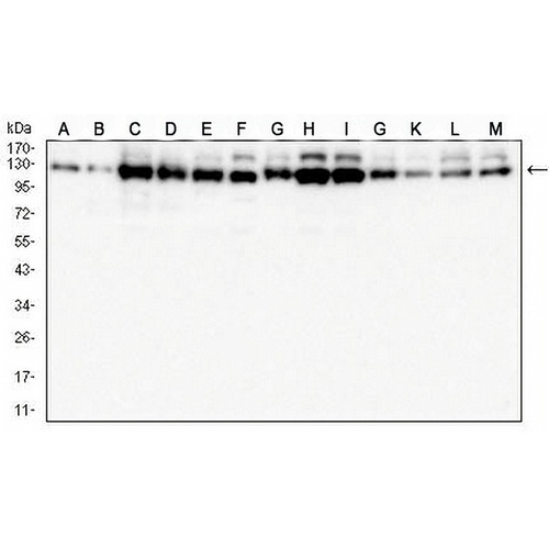 USP7 Mouse Monoclonal Antibody(C3030)