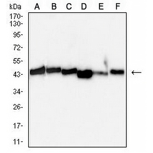 VASP Mouse Monoclonal Antibody(C3031)