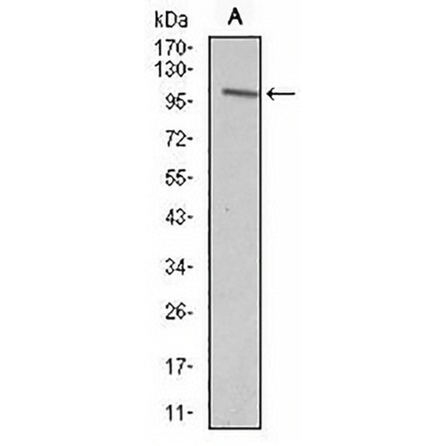 VAV1 Mouse Monoclonal Antibody(C3032)