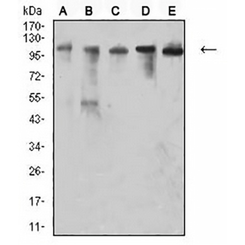 CD106 Mouse Monoclonal Antibody(C3033)