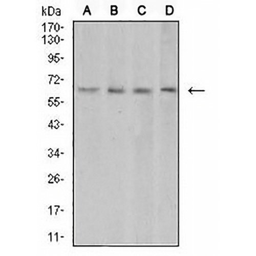 VEGFA Mouse Monoclonal Antibody(C3035)