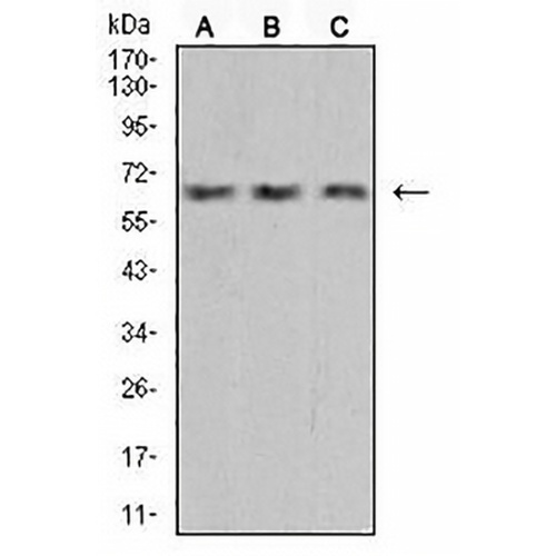VEGFA Mouse Monoclonal Antibody(C3036)