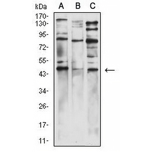 Wilms Tumor 1 Mouse Monoclonal Antibody(C3040)