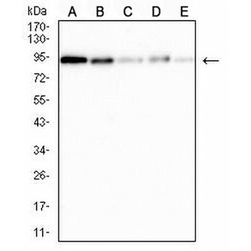 XRCC1 Mouse Monoclonal Antibody(C3043)