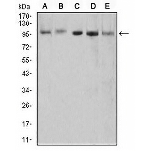XRN2 Mouse Monoclonal Antibody(C3045)