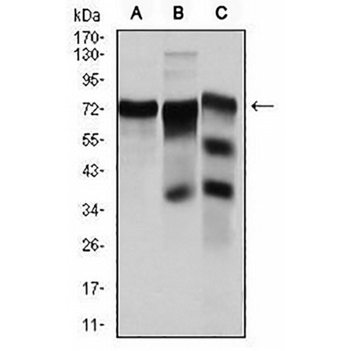 YAP1 Mouse Monoclonal Antibody(C3046)