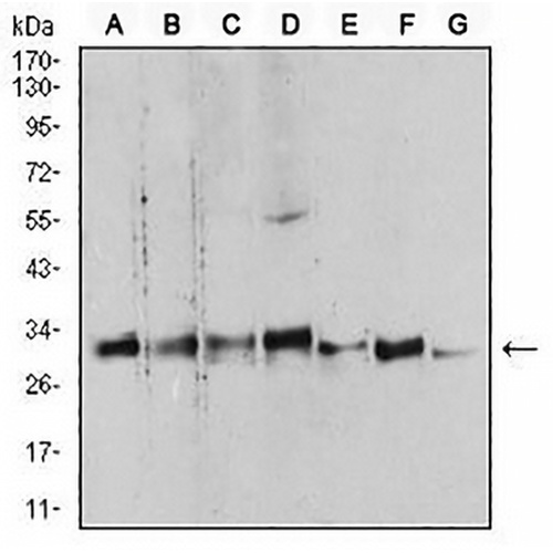 14-3-3 beta Mouse Monoclonal Antibody(C3047)