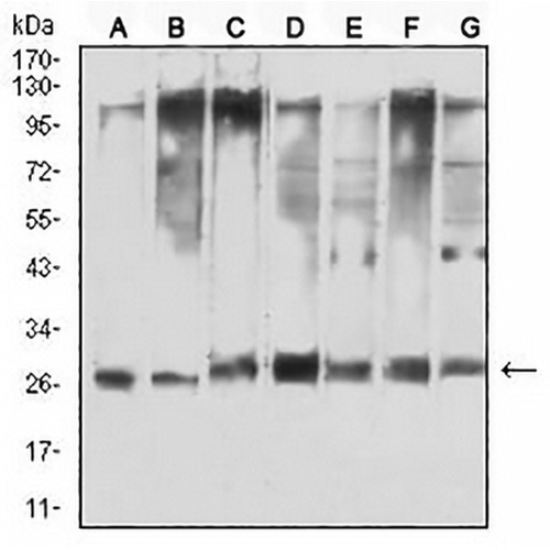 14-3-3 theta/tau Mouse Monoclonal Antibody(C3048)