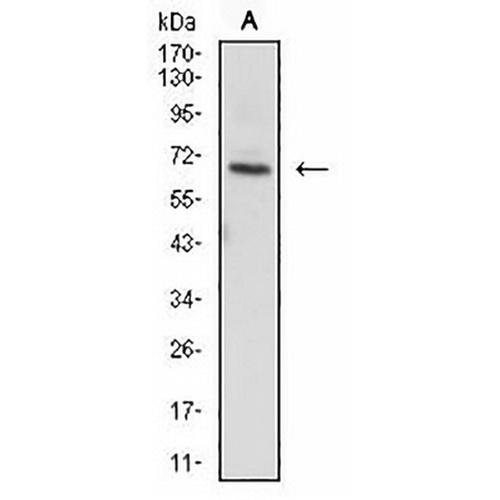 ZAP70 Mouse Monoclonal Antibody(C3049)