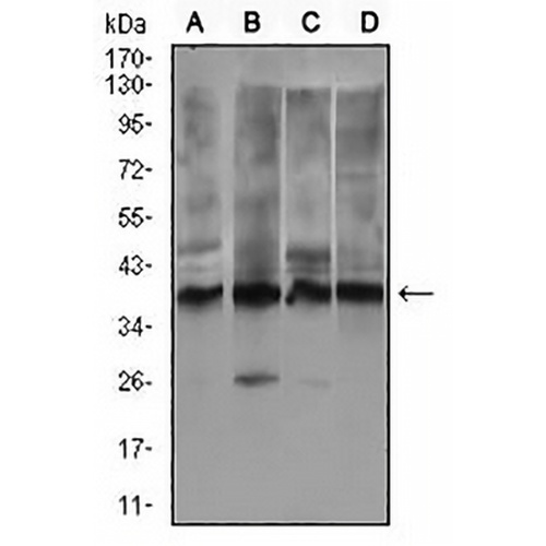 REX-1 Mouse Monoclonal Antibody(C3050)